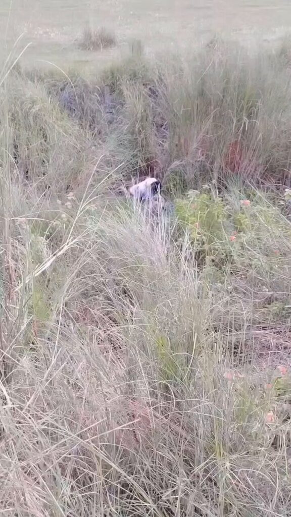 Another Indian Couple Busted While Having Sex In The Bush In Public (18+)